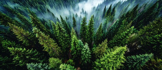 Obraz premium High-angle view of a dense evergreen forest, shrouded in mist