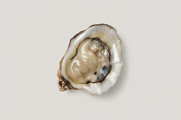 Naklejka premium Studio shot of fresh oyster on white