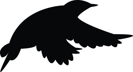 Flying Ancient murrelet bird Silhouette Design And Vector Illustration. 
