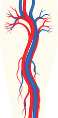 Medical Illustration of Femoral Artery Anatomy