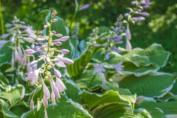 white and blue hosta flower on a blurred background with highlights and bokeh. colorful flower macro photo. space for text. beautiful screensaver. close-up.
