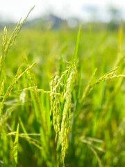 A serene and vibrant image showcasing healthy green rice plants thriving in a traditional paddy field. The fresh, natural setting reflects the beauty of rural agriculture
