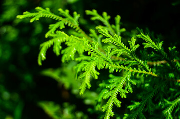 fern plants and their leaves in the rainy season