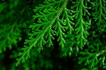 fern plants and their leaves in the rainy season