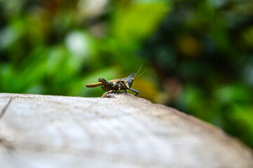 Grasshopper walking on rock in the rainy season