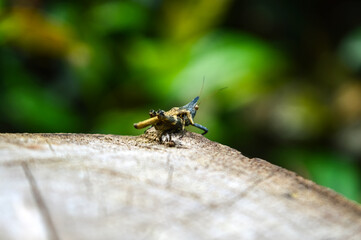 Grasshopper walking on rock in the rainy season