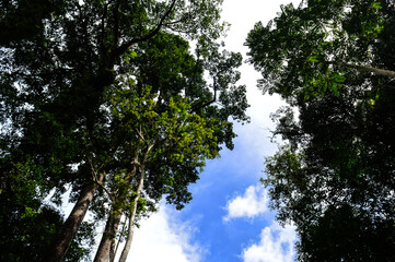 Forest trees. nature green wood sunlight  in the rainy season