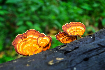 Forest mushrooms on Old tree trunk in the rainy season