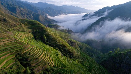 Misty mountain valley with terraced rice paddies