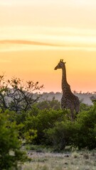 Obraz premium Giraffe at Sunset Savanna
