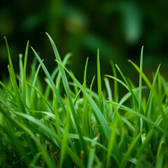 Green grass close up. Natural background. Ecology concept.