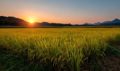 A golden rice field in autumn, yellow ripe rice plants glowing under the setting sun, warm orange and golden sky