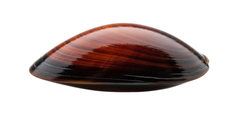 Brown seashell isolated
