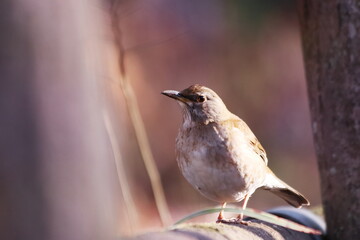 地面に降りた野鳥のシロハラ