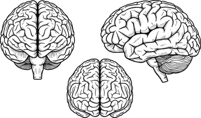 Human brain anatomy vector set, black and white illustrations, frontal, lateral, top views, neuroscience, medical, educational, scientific drawing