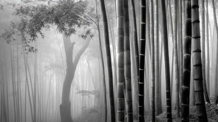 Obraz premium Mysterious black and white bamboo forest enveloped in thick fog,