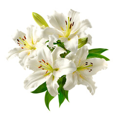 Obraz premium White Lily flower png