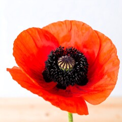 Close-up of a vibrant red poppy (1)