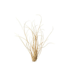 Obraz premium Close-up of sparse dry pale ochre desert grass blades with brittle textures, high-angle macro view on transparent background with copy space, studio lighting, minimalist resilience concept