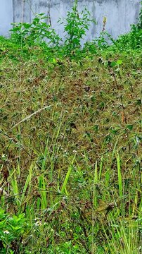 4K footage of a flock of sparrows (Passer domesticus) foraging for food among wild bushes and tall grass in natural habitat.