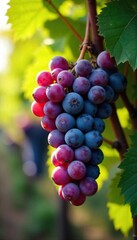 Overripe bunches of grapes hang heavy on the vine, ready for harvest Sunlight dapples the leaves, highlighting the deep purple hues of the fruit A bountiful autumn scene , purple, foliage, garden