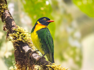 Orange-breasted Fruiteater perched on mossy branch