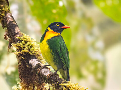 Orange-breasted Fruiteater perched on mossy branch