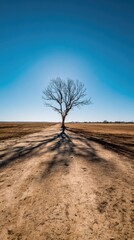 Bare tree casts long shadows on a dusty road in a vast field under a vibrant blue sky