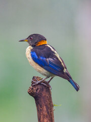 Obraz premium Golden-collared Honeycreeper Perched on Tree Branch