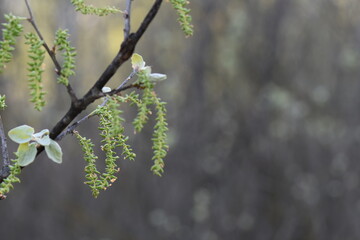 Blossoming branches of birch in early spring on a blurred background