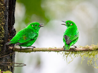 Two Glistening-green Tanagers on mossy branch