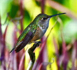 Fototapeta premium Beautiful Iridescent Emerald Green Hummingbird perched on plant