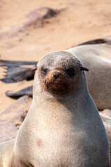 Telephoto portrait of a seal in the Cape Cross seal colony on the Namibian Coast