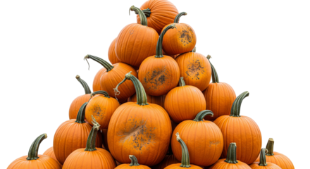 pumpkins and gourds
