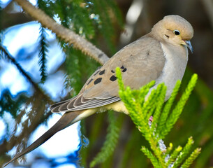 Pretty Mourning Dove with Blue Ring Eyes Resting in Fir Tree