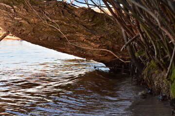 The surface of the water in the spring, old tree root in river. Close-up