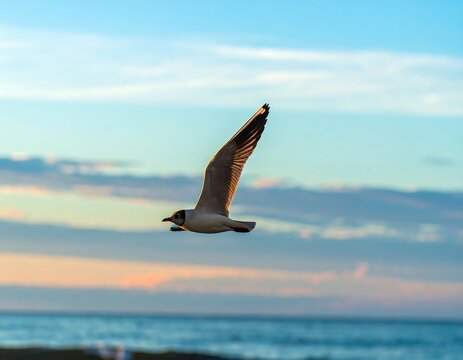Seagull Flight Sunset Beach - Powered by Adobe