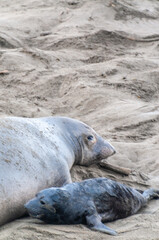 Fototapeta premium Close-up of northerns Elephant seals -Mirounga angustirostris- along the Southern California Coast.