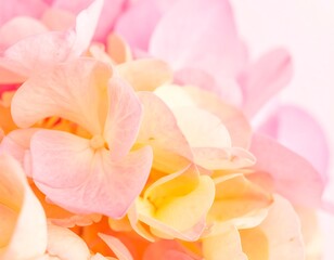 Obraz premium Close-up of pastel-colored hydrangea petals