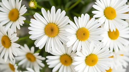 Cluster of fresh daisies with white petals and yellow centers in soft directional light.