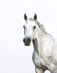 Fototapeta premium Close-up of a gray horse