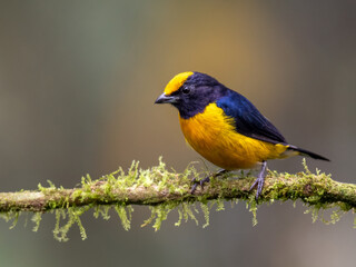 Orange-bellied Euphonia on mossy branch
