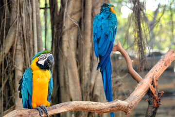 Two vibrant blue-and-yellow macaws perch on tree branches in a natural setting.