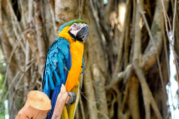 A vibrant blue-and-yellow macaws perch on tree branches in a natural setting.