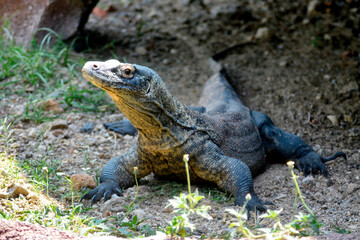 Fototapeta premium A Komodo dragon rests on the ground, its sturdy body and sharp claws visible under natural sunlight.