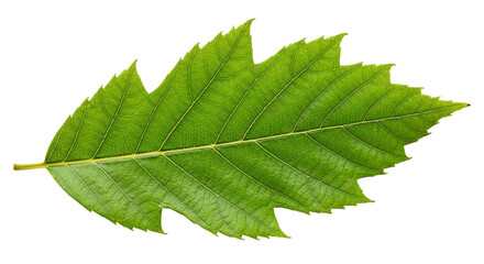 Obraz premium Detailed Oak Leaf Close Up Isolated on Black Background Nature Photography Green Leaves on transparent background