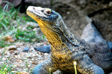 Fototapeta premium A Komodo dragon rests on the ground, its sturdy body visible under natural sunlight.