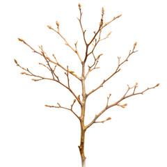 A bare tree branch with small buds, isolated on a transparent background, representing winter or early spring growth and potential