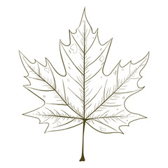 Hand drawn maple leaf sketch with intricate lines and classic style perfect for autumn decoration nature themed projects invitations posters and seasonal crafts