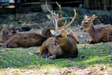 A group of deer rests on the grass, with one stag in the foreground appearing to yawn under the...